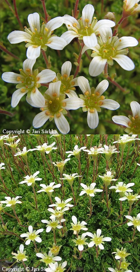 Saxifraga exarata, tuoksurikko